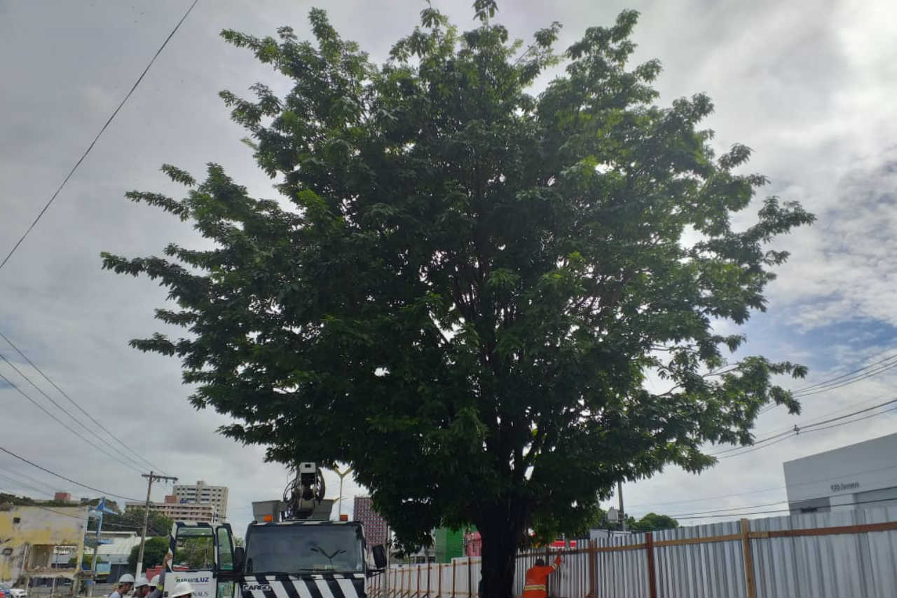 Árvore será transplantada para ser salva em obra da Constantino Nery