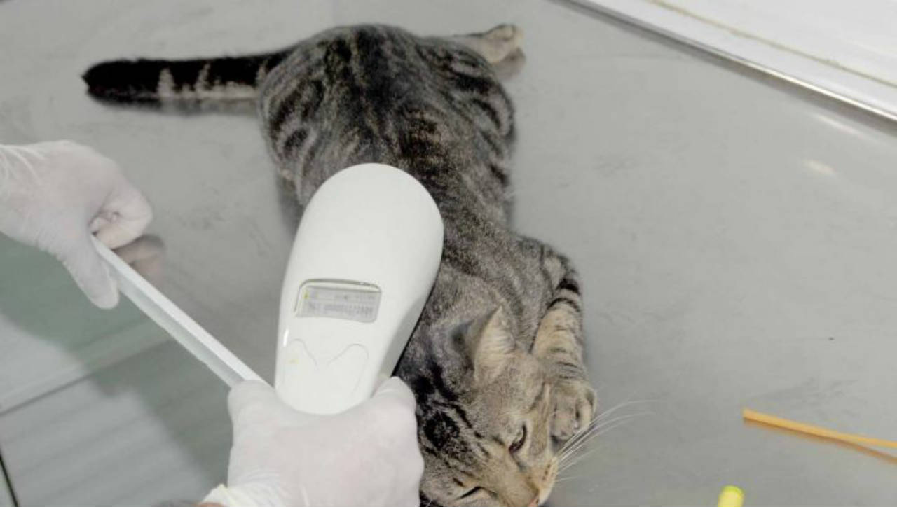 Agendamento de castração de cães e gatos reinicia pela internet nesta sexta-feira