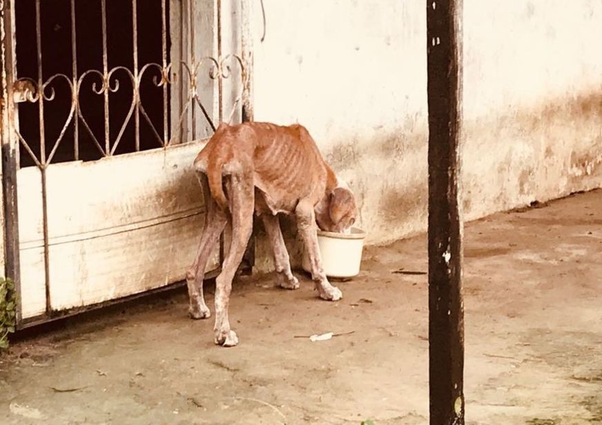 Lei prevê multa de até R$ 4 mil para autores de maus-tratos a animais