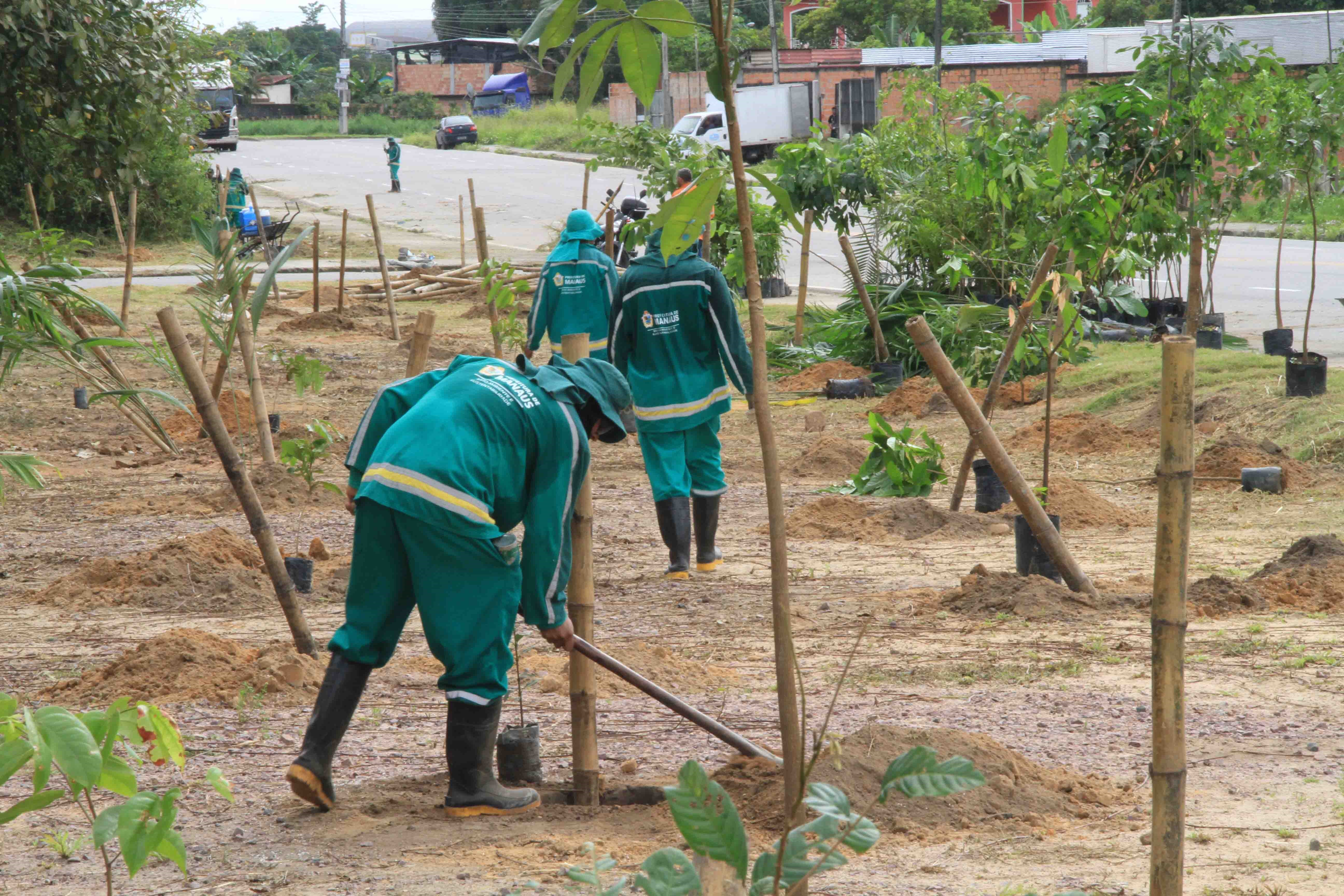 Prefeitura de Manaus plantou 33 mil novas árvores na área urbana