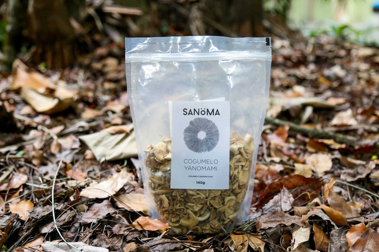 Pesquisadores do Inpa encontram 17 novas espécies de cogumelos na Amazônia