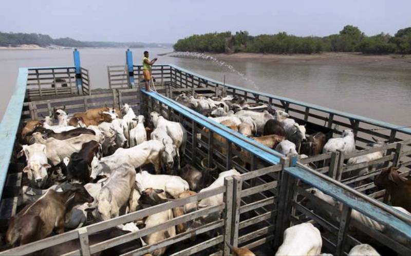 MPF pede multa de R$ 3,8 milhões a frigoríficos que descumpriram acordo do Carne Legal no AM