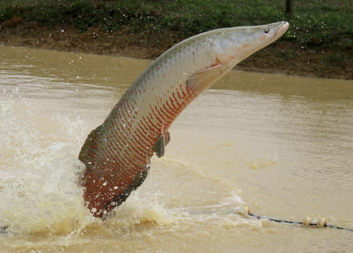 Congresso Brasileiro de Engenharia de Pesca começa nesta segunda em Manaus