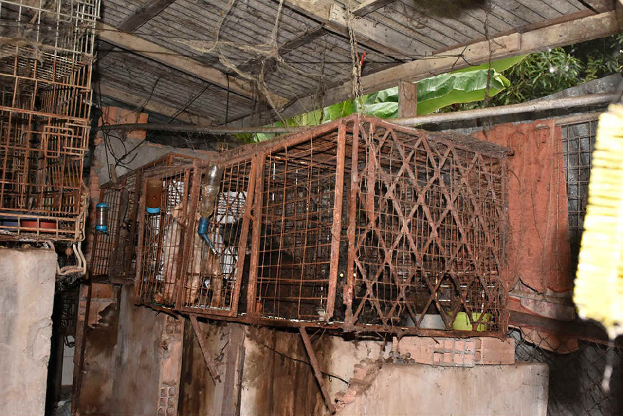 Animais resgatados em cativeiro na zona Leste são enviados para Ibama e clínicas  veterinárias