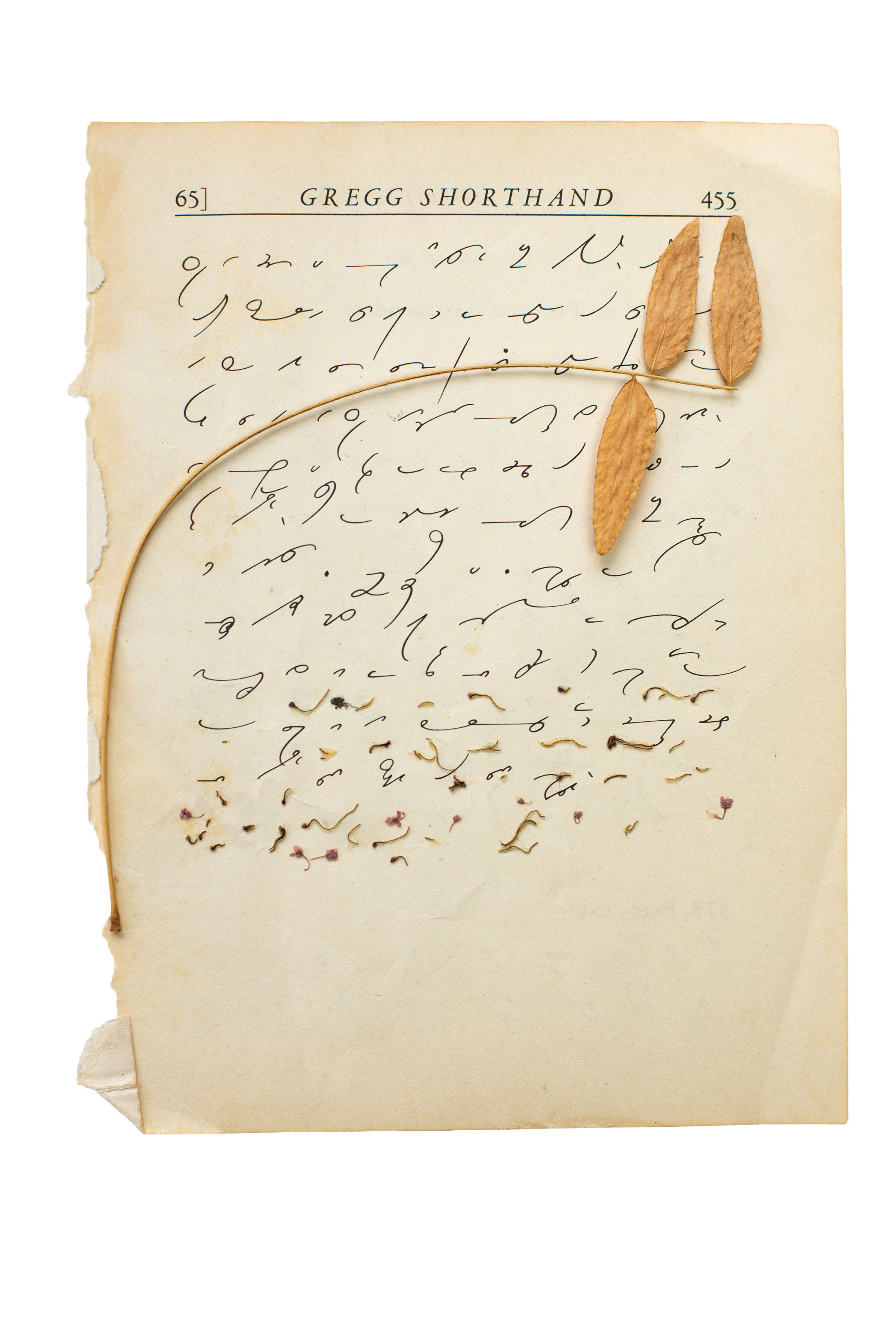 An aged sheet torn from Gregg Shorthand with a dried stem and leaf atop it and some plant residue covering some of the shorthand at the bottom.