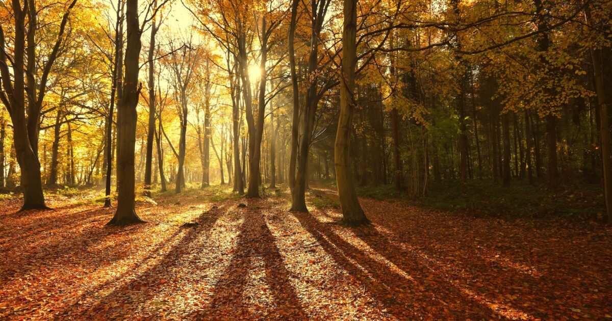 Fall Poems