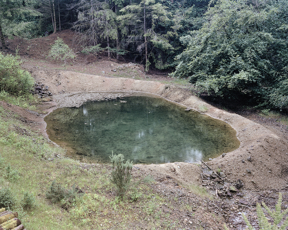A photo of a green pool of water in a forest.