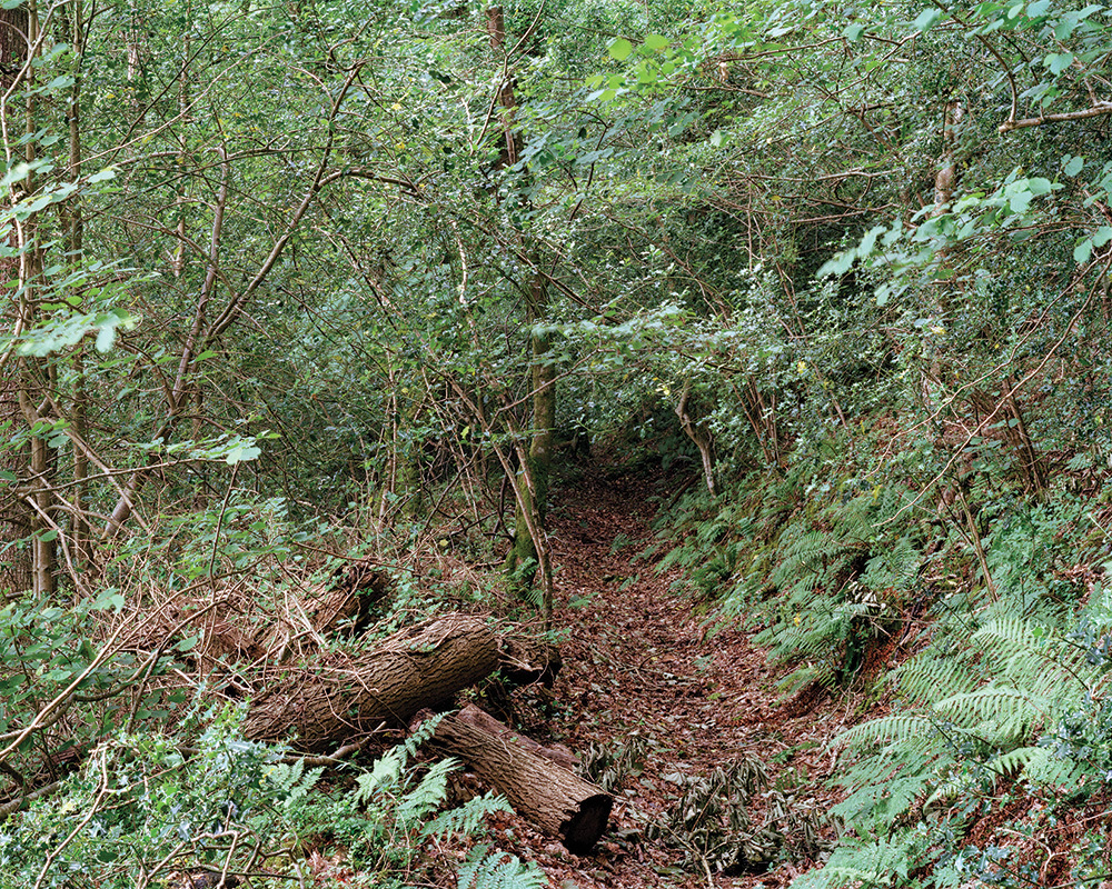 A photo of a dirt path in a forest.