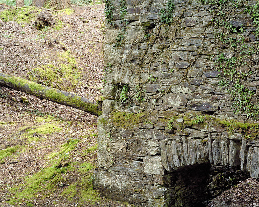A photo of a mossy, stone structure in a forest.