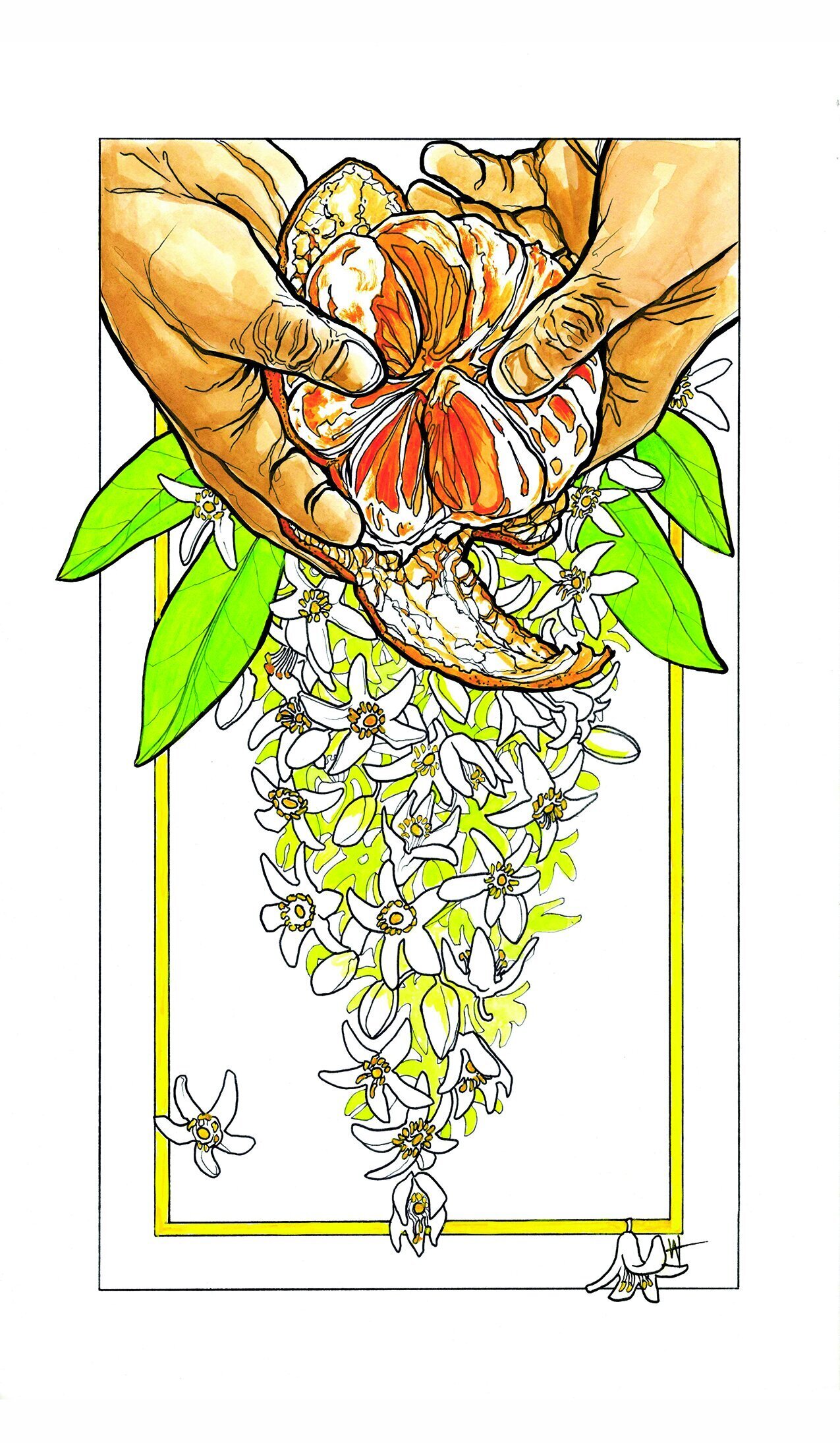 Illustration of two hands opening an orange with many white and yellow flowers behind it