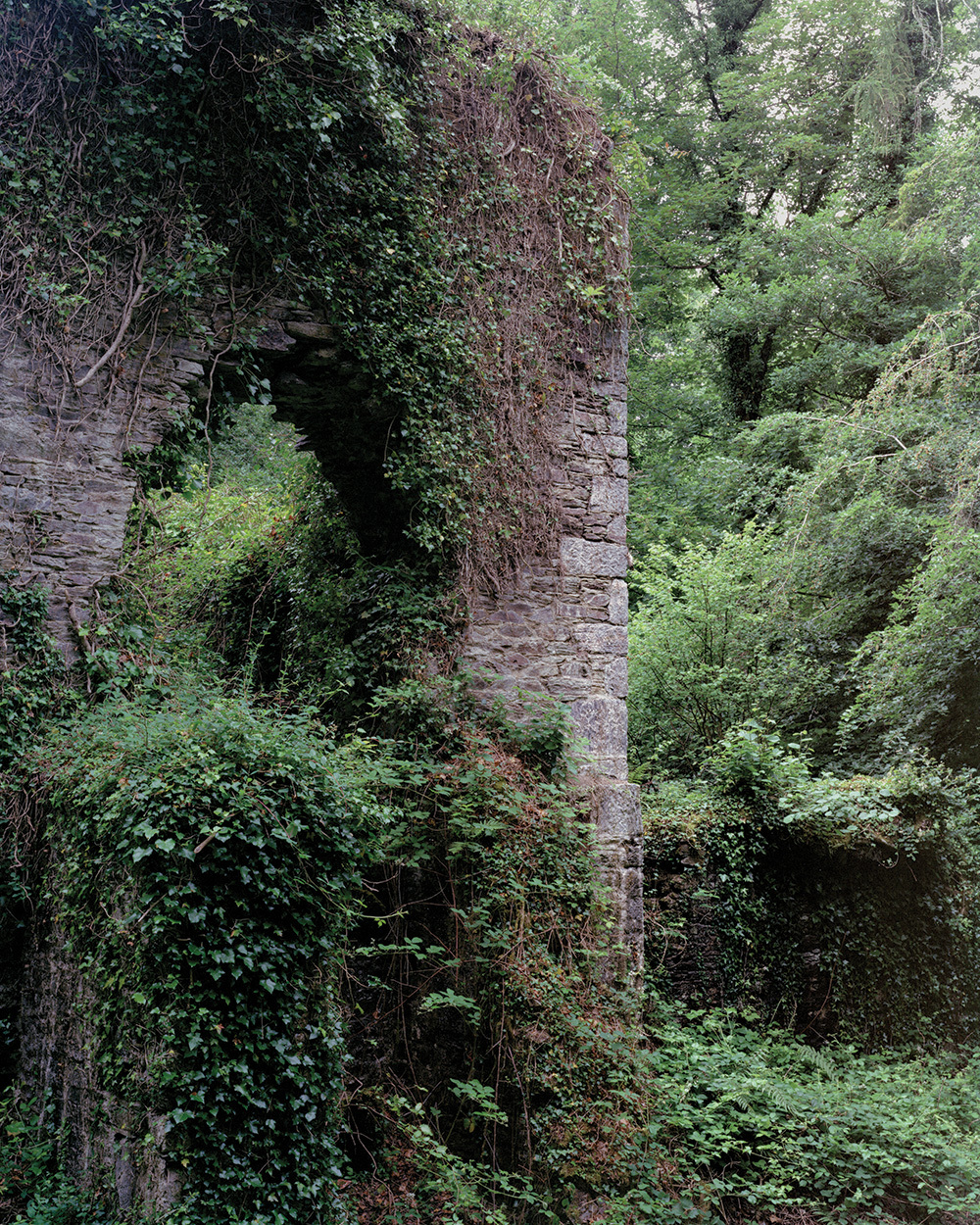 A photo of a tall stone structure overgrown with plants in a forest.