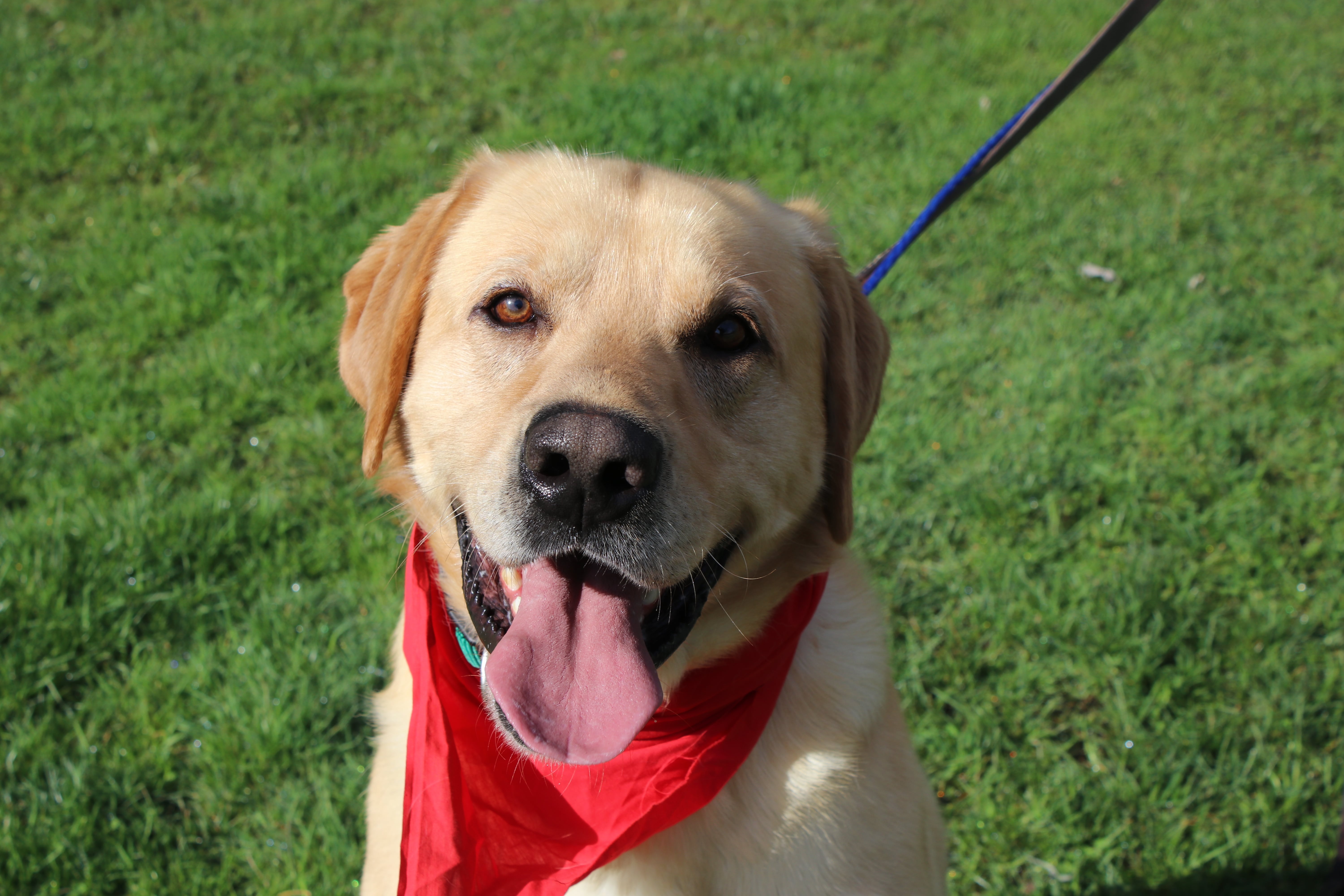 Cincinnati Lab Rescue - 9k6f2kk