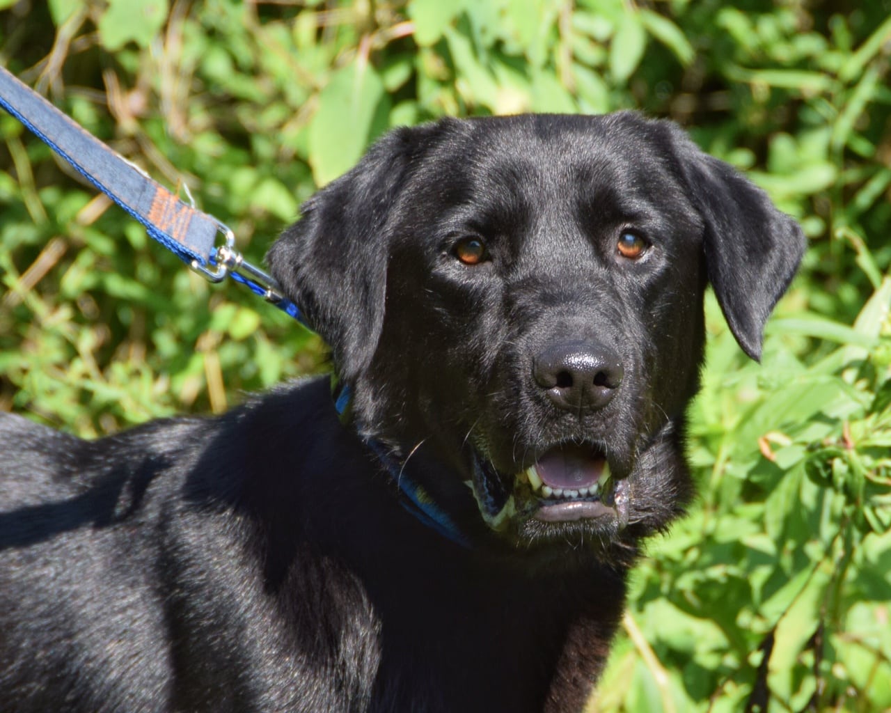Zeus The Moose ADOPTED Cincinnati Lab Rescue