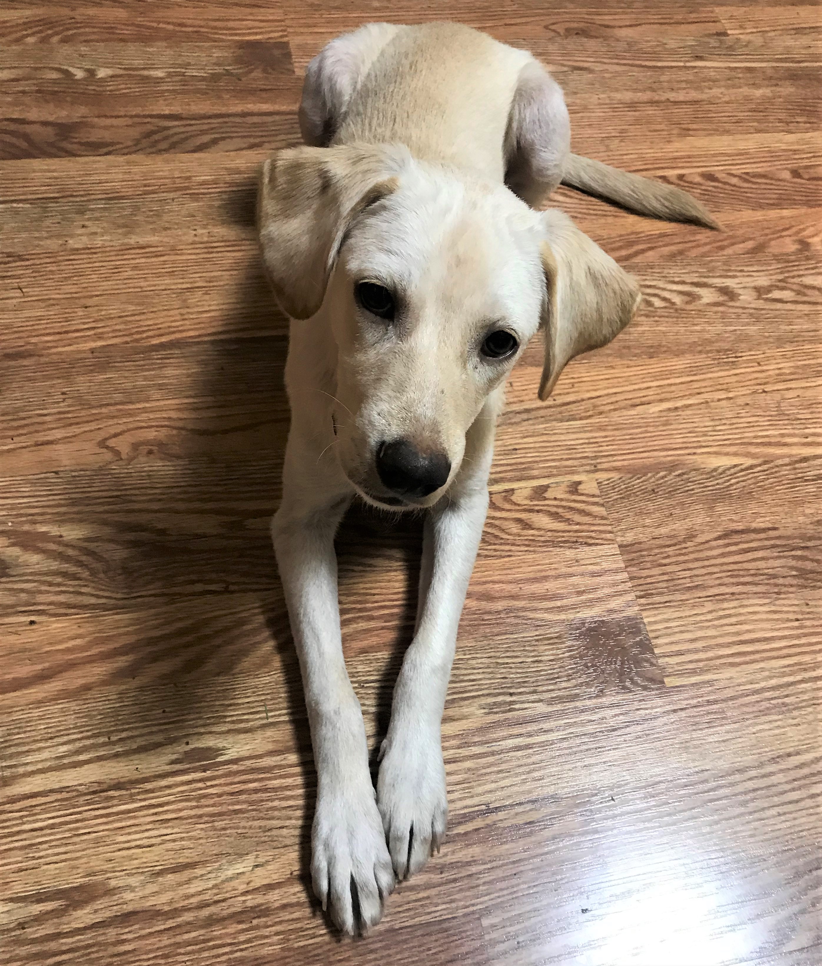 Cincinnati Lab Rescue - wl38xod