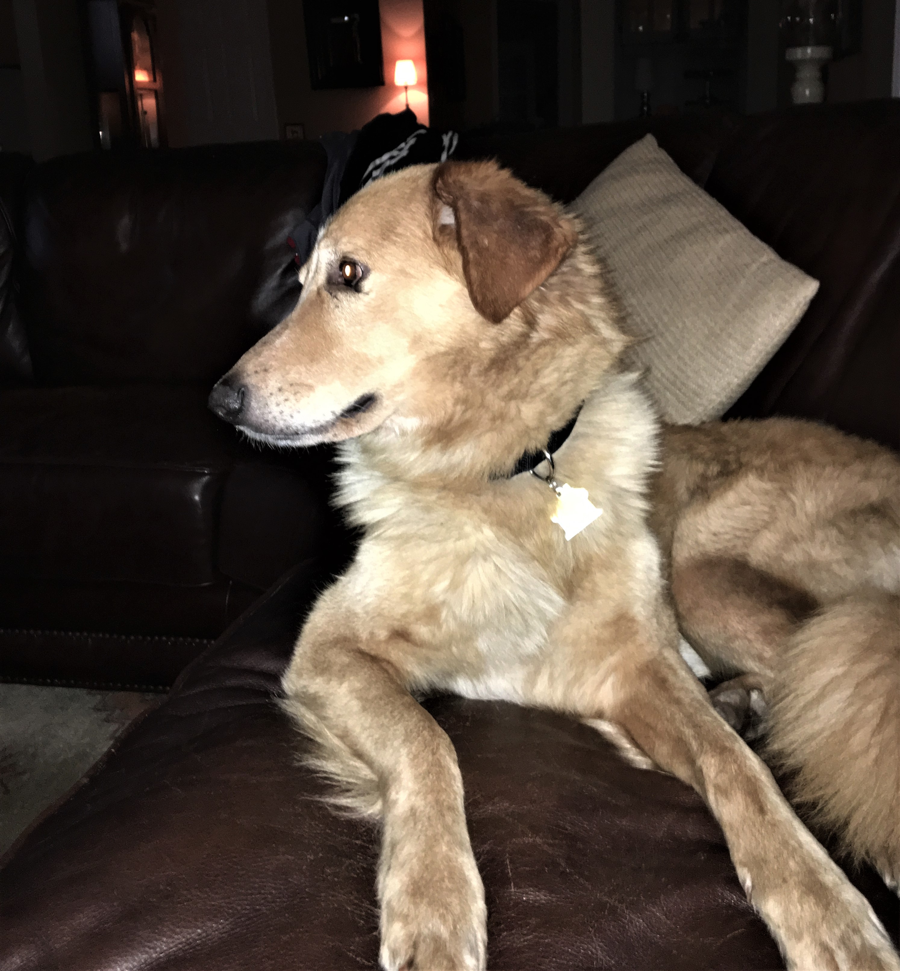Cincinnati Lab Rescue - 2i1b2ls