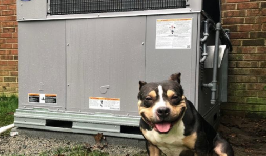 rescued dog and donated HVAC unit