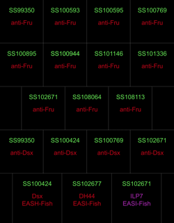 Video supplement 1 for "Networks of sexually dimorphic neurons that regulate social behaviors in <i>Drosophila</i>"