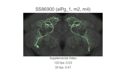 Video supplement 3 for "Networks of sexually dimorphic neurons that regulate social behaviors in<i> </i><i>Drosophila</i>"