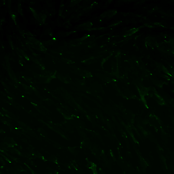 The Modular μSiM: ICAM1_UniBe_RawFiles