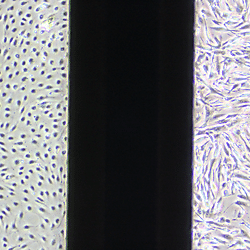 The Modular μSiM: 2SlotNPNCoculture_PhaseImages