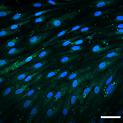 The Modular μSiM: AdhesionMoleculeICC_UR_SupplementFig_PNGFiles