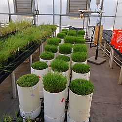 Item - Data from: Visualizing Plant Responses: Novel Insights Possible ...