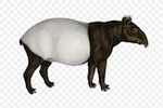 :tapir: