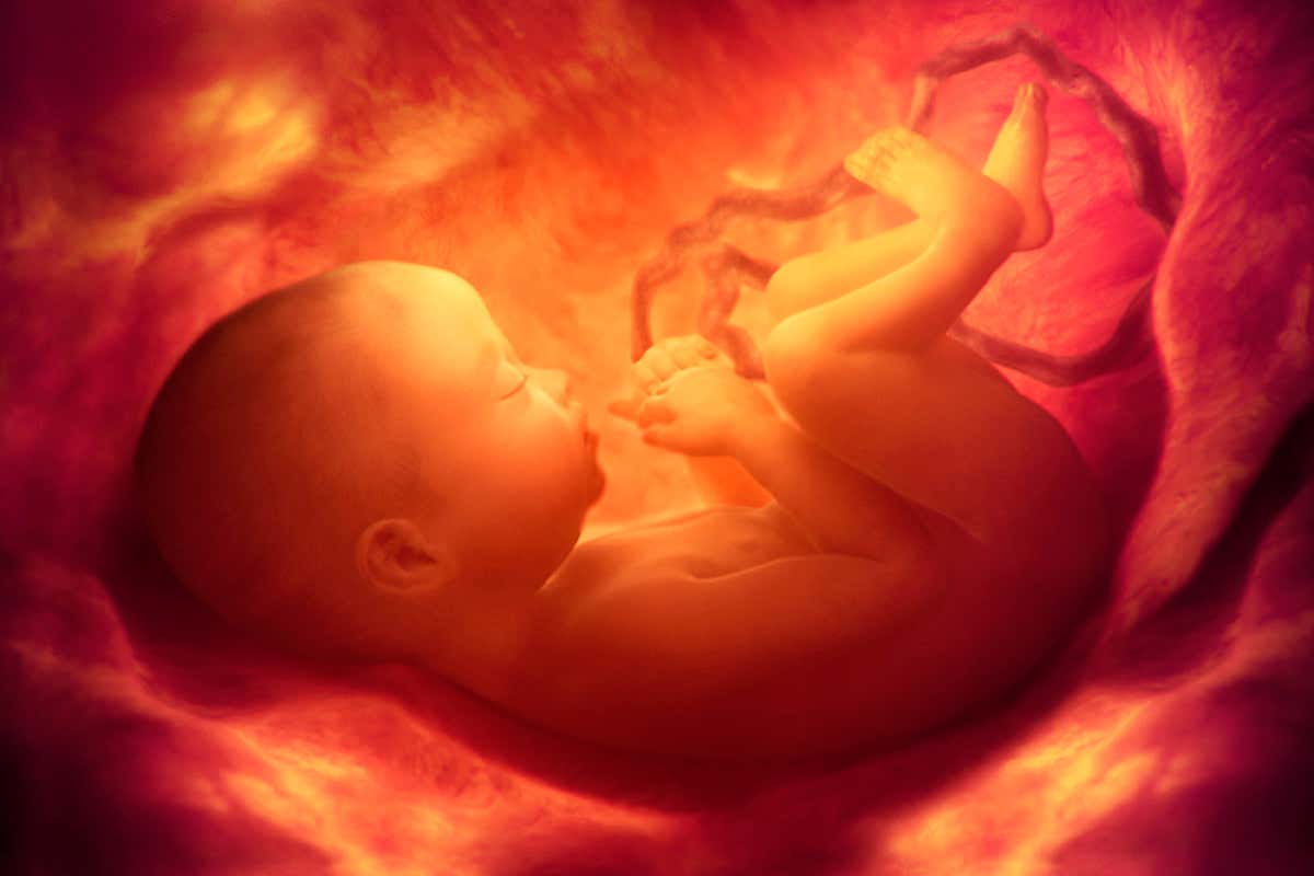Baby in womb detail