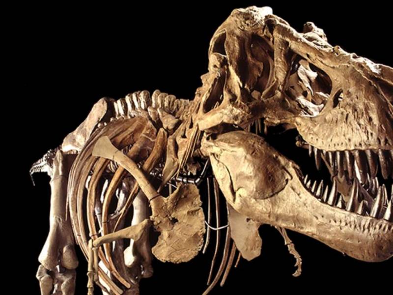 Interesting Things About The Dinosaur Having 500 Teeth