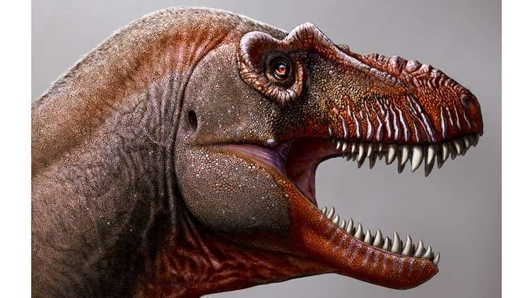 Dinosaur Having 500