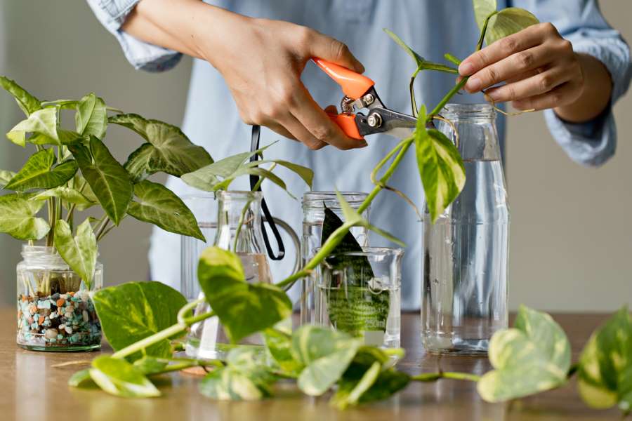 Cutting of Chinese Money Plant