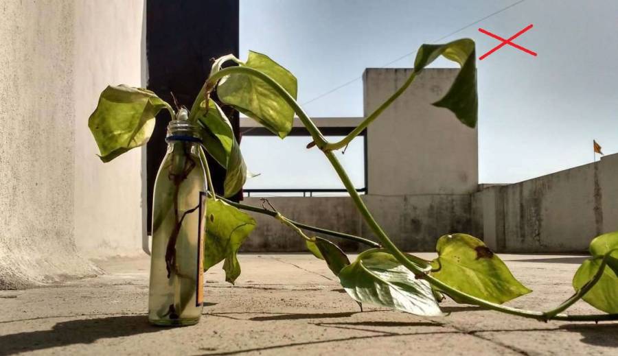 Money plant Do Not keep in Sunlight