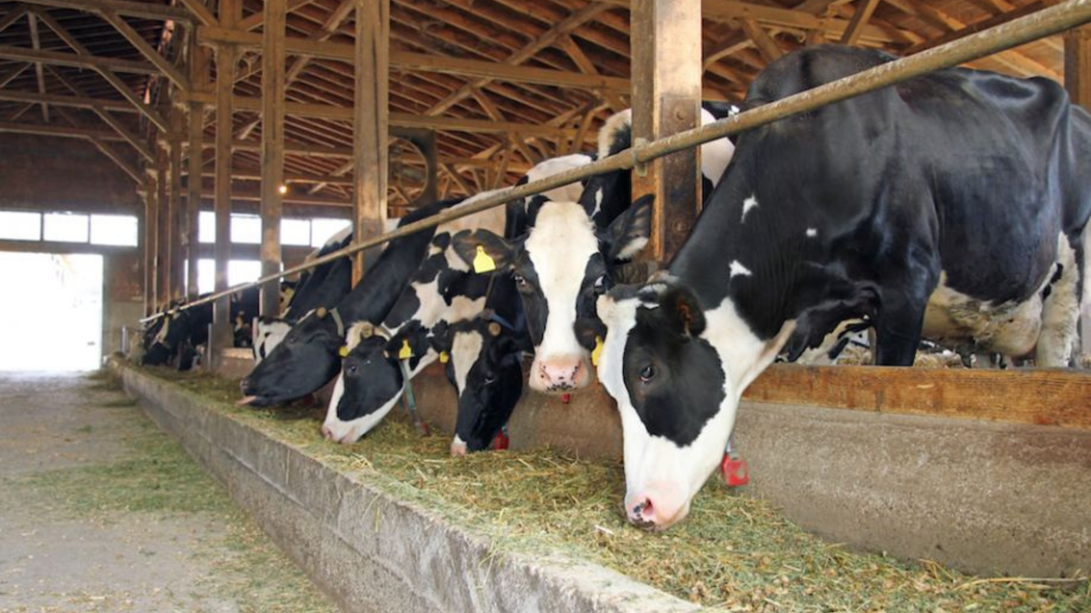 Producción mundial de alimentos se debe a fertilizantes