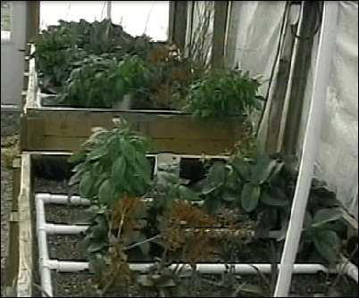 bioponics aquaponics
