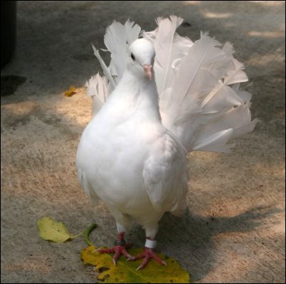 Fantail pigeon by awayukin
