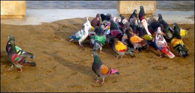 Painted pigeons in Valencia, Spain by Luna