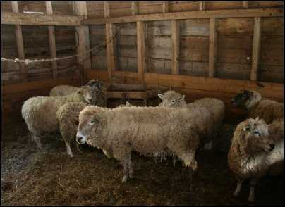 shearing sheep