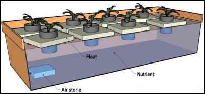 hydroponics