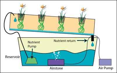 hydroponics