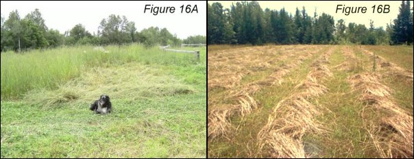 Scythe-cut Hay, American Style (L) and European Style (R)