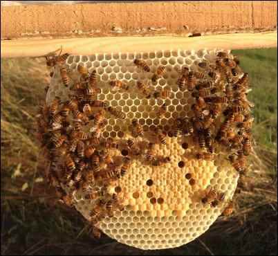 natural beekeeping bees hive