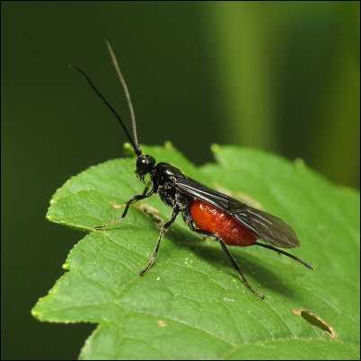 braconid wasp beneficial bugs