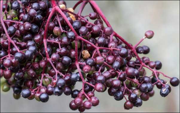 Elderberries edible landscaping