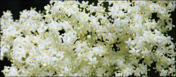 Elder flowers edible landscaping