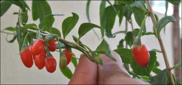 goji berries edible landscaping