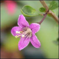 Goji berry flower edible landscaping