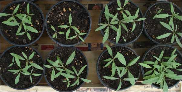 Goji berry plant seedlings edible landscaping