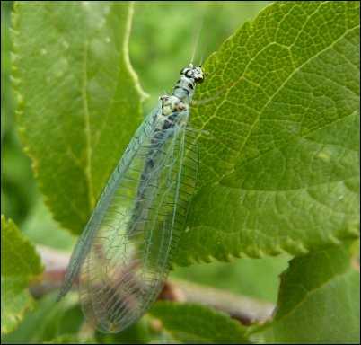 Green lacewing beneficial bugs