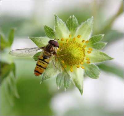 Hoverfly beneficial bugs