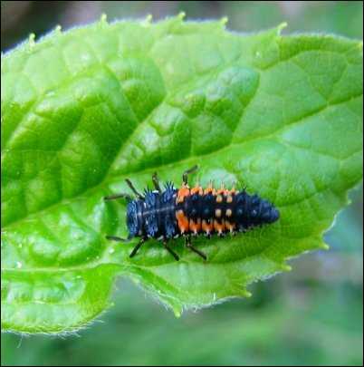 Ladybug larvae